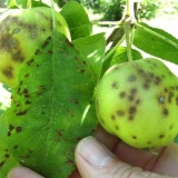 Kako se riješiti krasta na stablu jabuke: kako obraditi, kada prskati